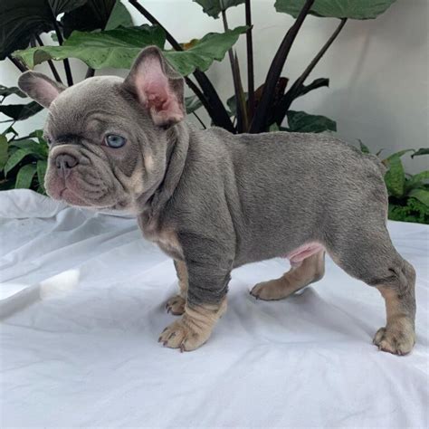 Breeder Contact Info. . Frenchie puppies for sale
